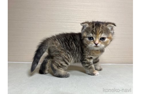 成約済の茨城県のスコティッシュフォールド-102834の2枚目